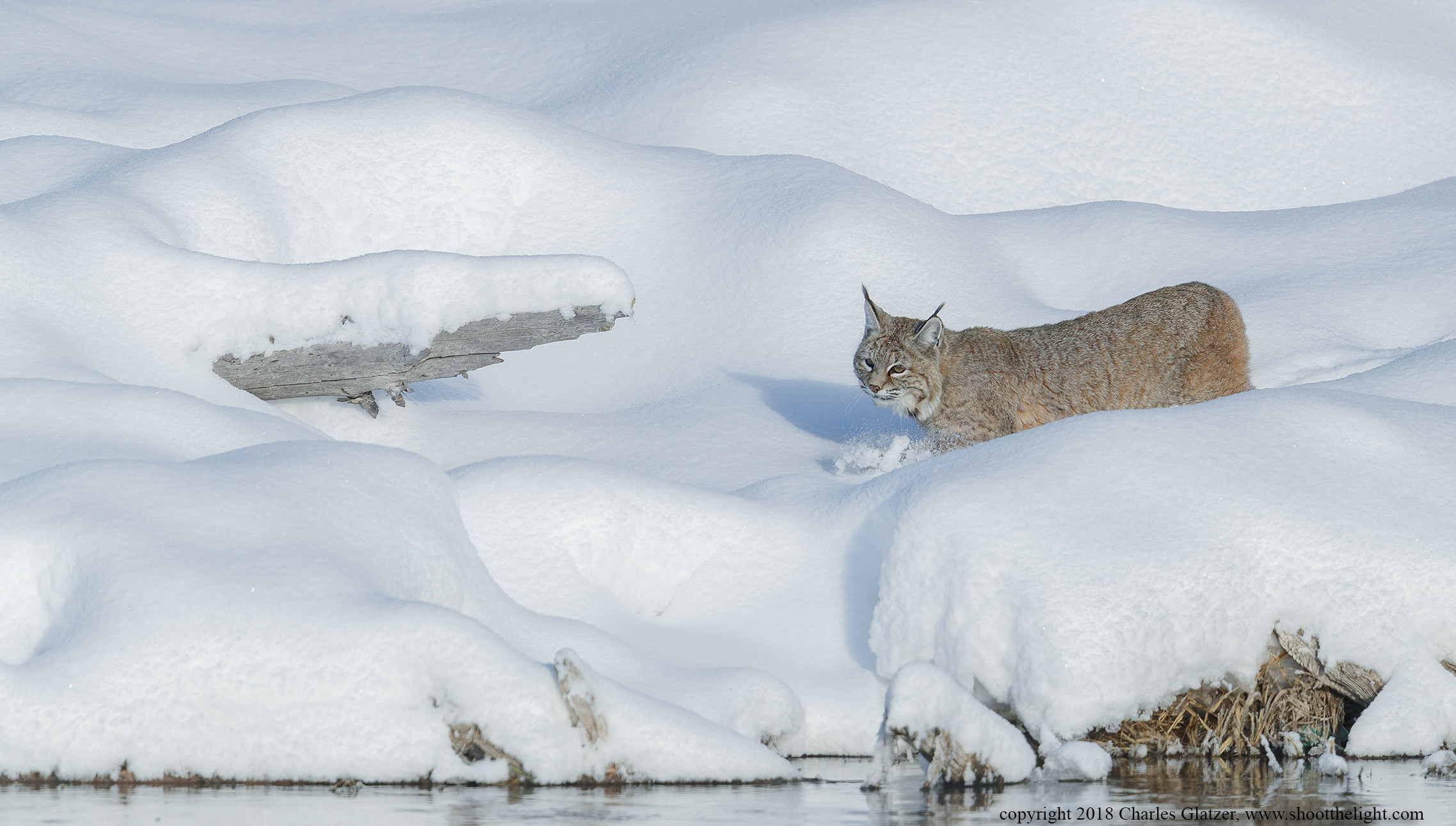 Bobcat_2017-8282-Edit