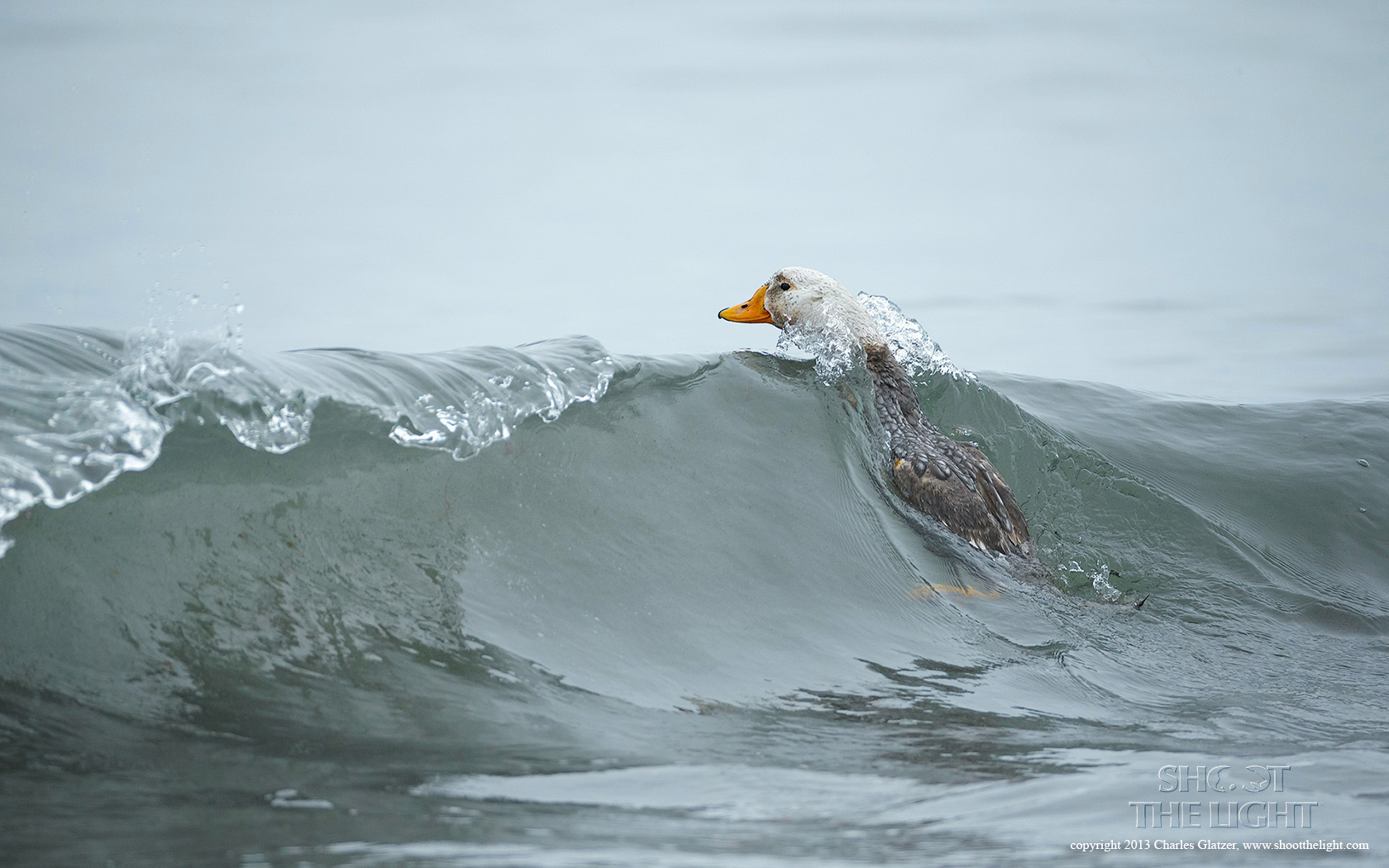 Flightless-Steamer-duck,-Falklands.jpg