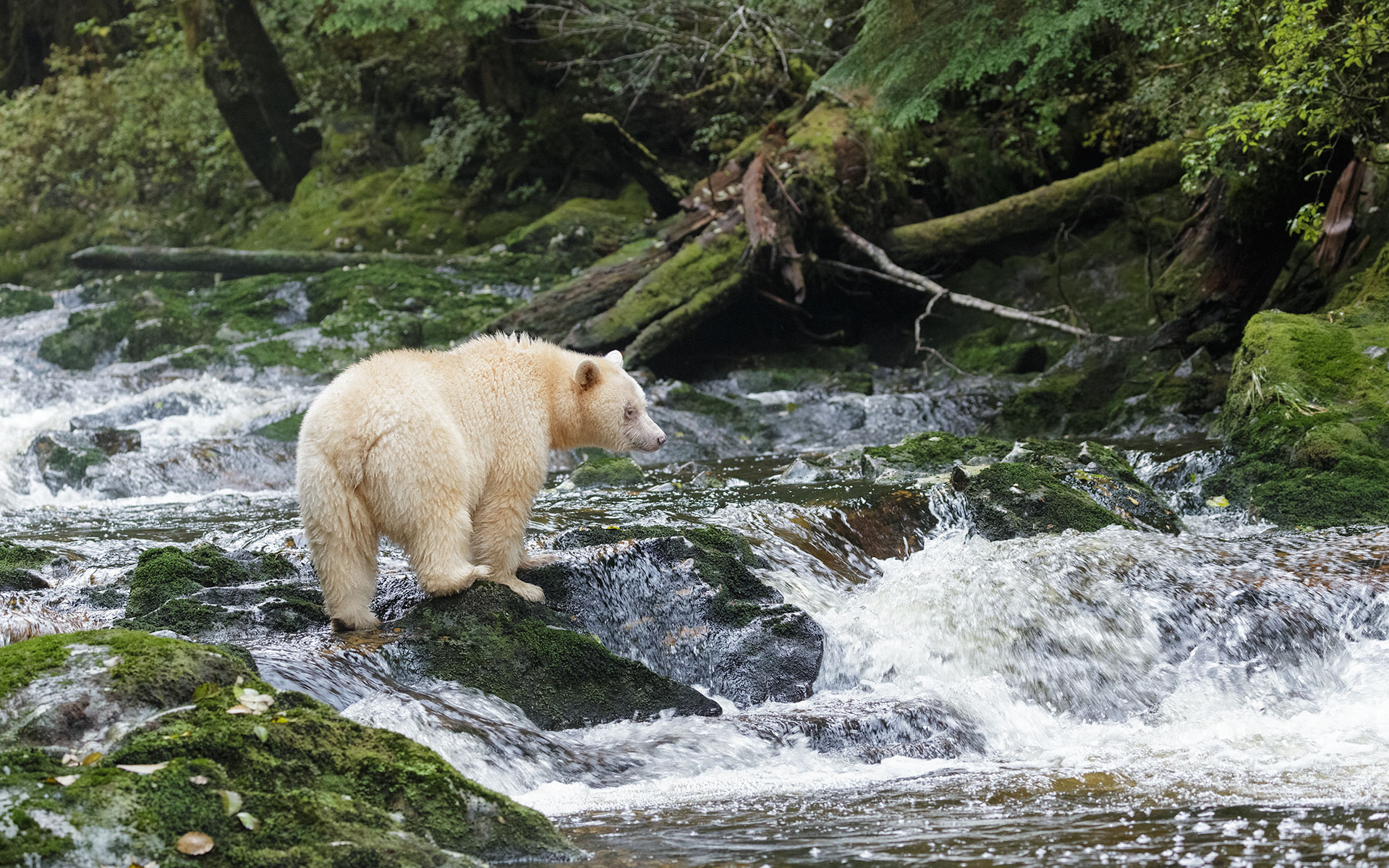 Spirit-Bear-0414-web