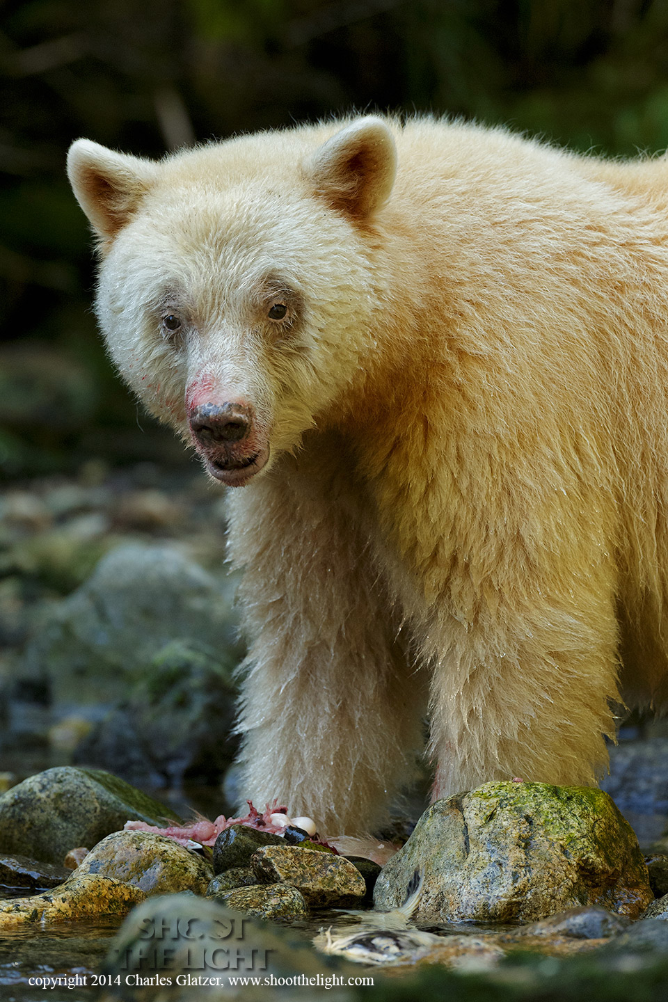Spirit-bear-0447-Edit