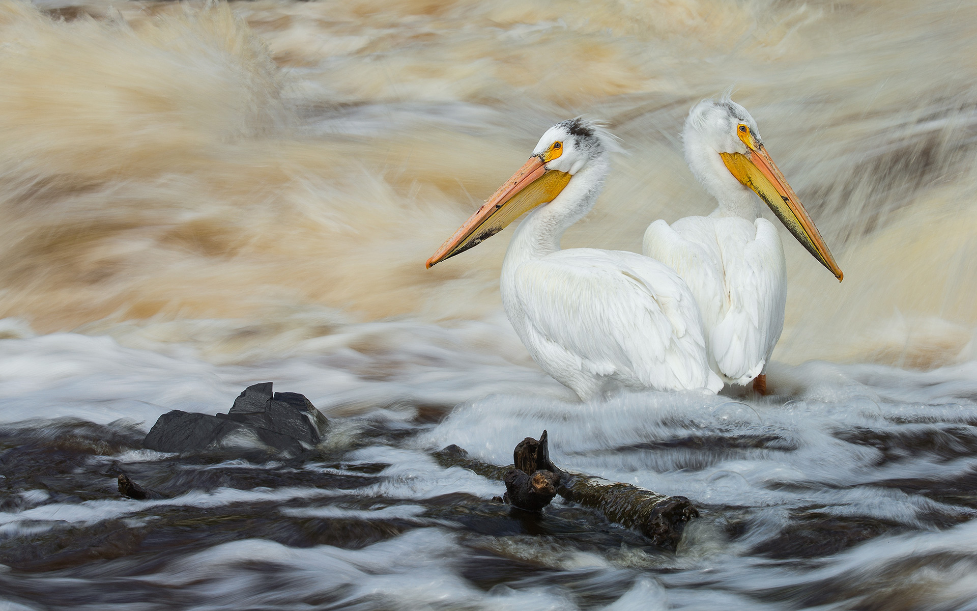 White Pelicans