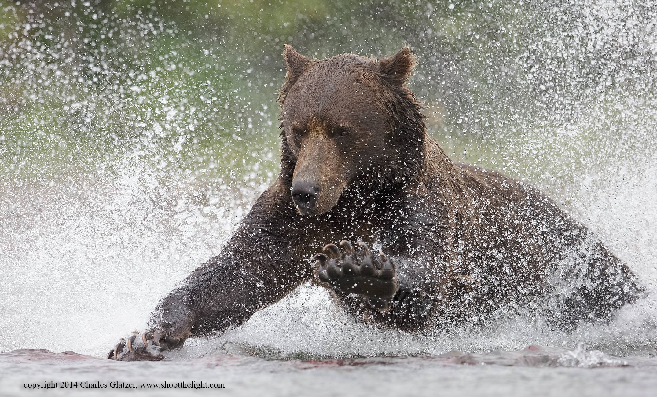 brown-bear-0607-Edit