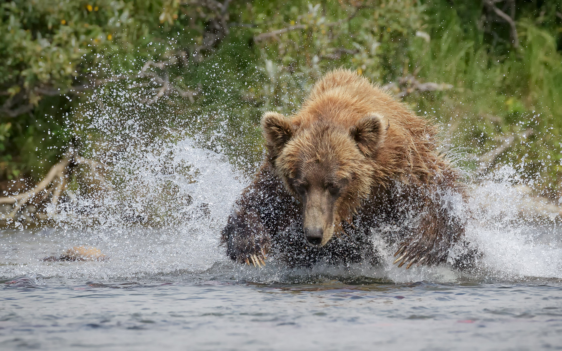 brown-bears,-0815-2417-Edit-2