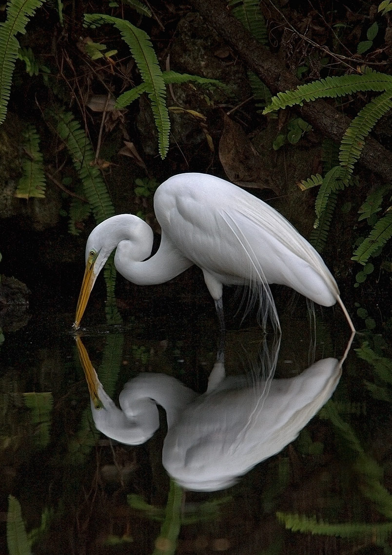 egret-w-reflection-copy-DUP.jpg