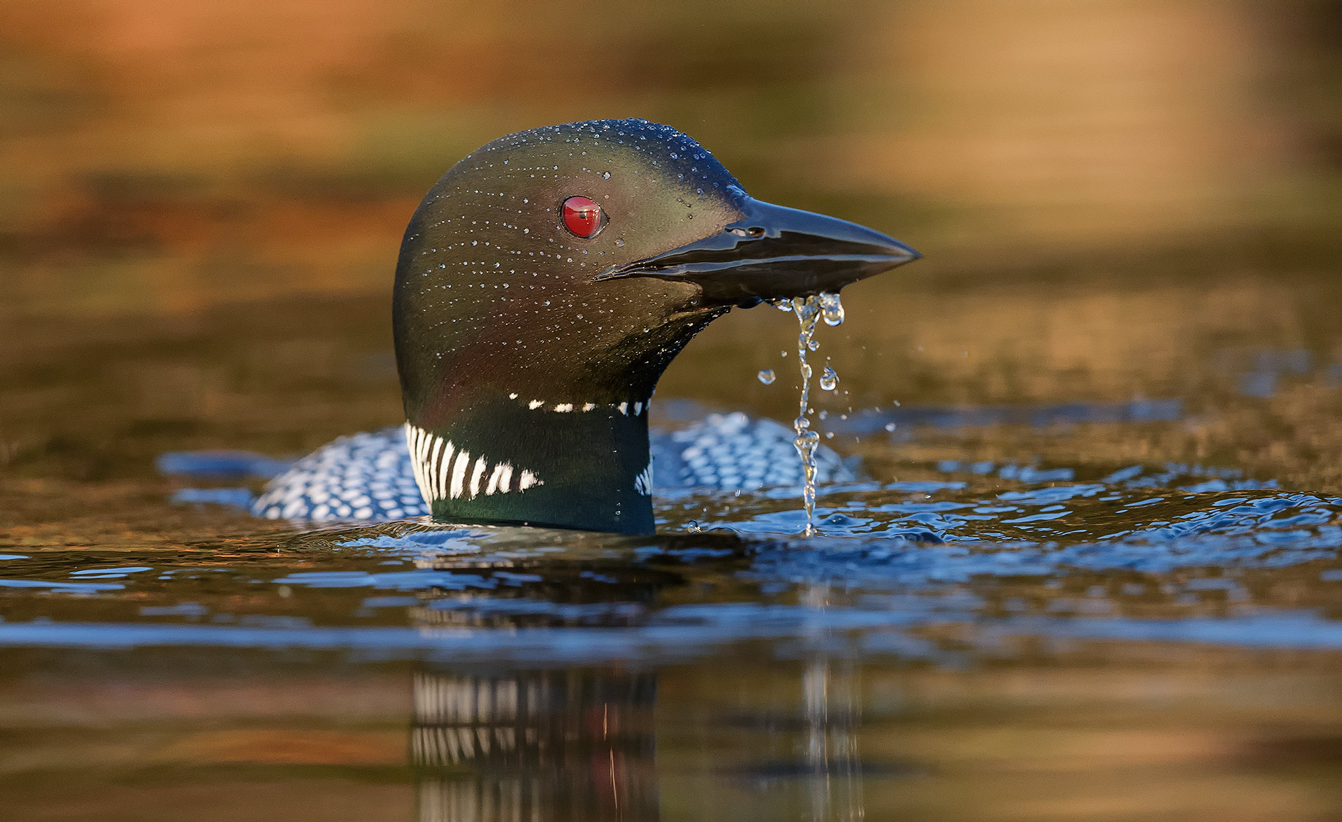 loons_0614-7169