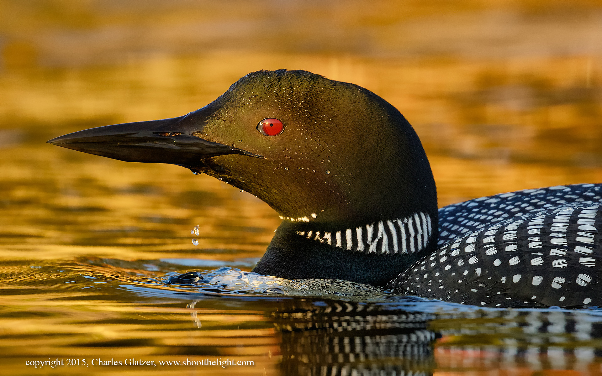 loons_0615-0545-Edit